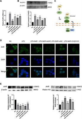 Naringenin protects against acute pancreatitis-associated intestinal injury by inhibiting NLRP3 inflammasome activation via AhR signaling